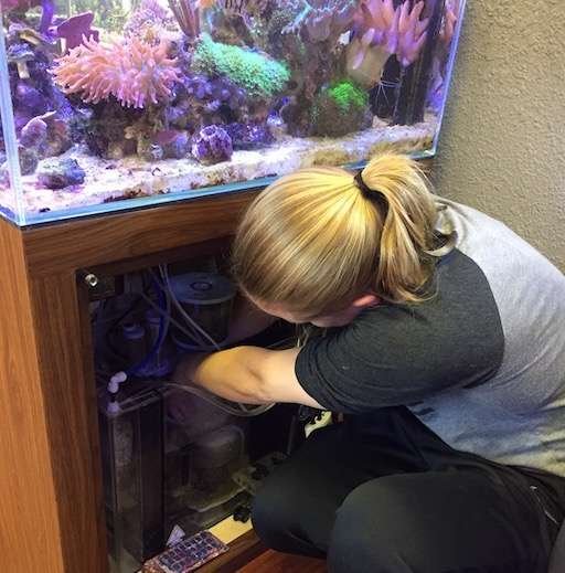 Aquarium 修复 | Aqua Lab Aquaria, San Jose, CA