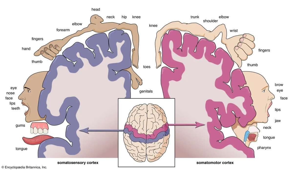 Body regions in the brain – © Encyclopædia Britannica, Inc./Steven N. Kapusta