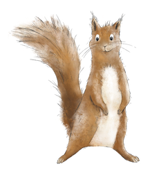 Illustration Eichhörnchen Finn