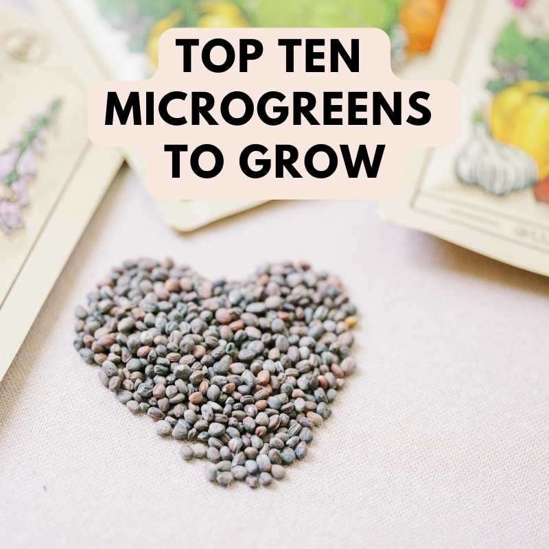 top 10 microgreens to grow