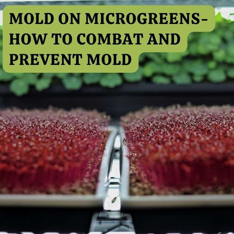 preventing mold on microgreens