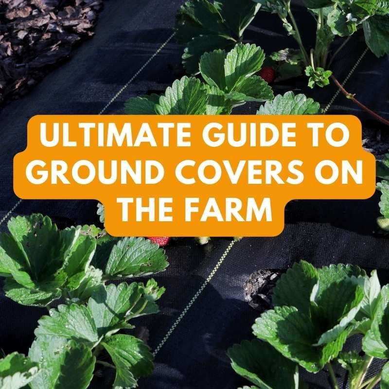 guide to ground covers