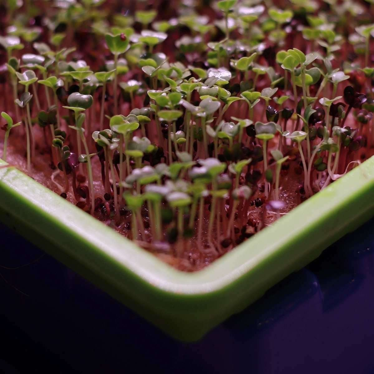 marijuana grow lights for seedlings