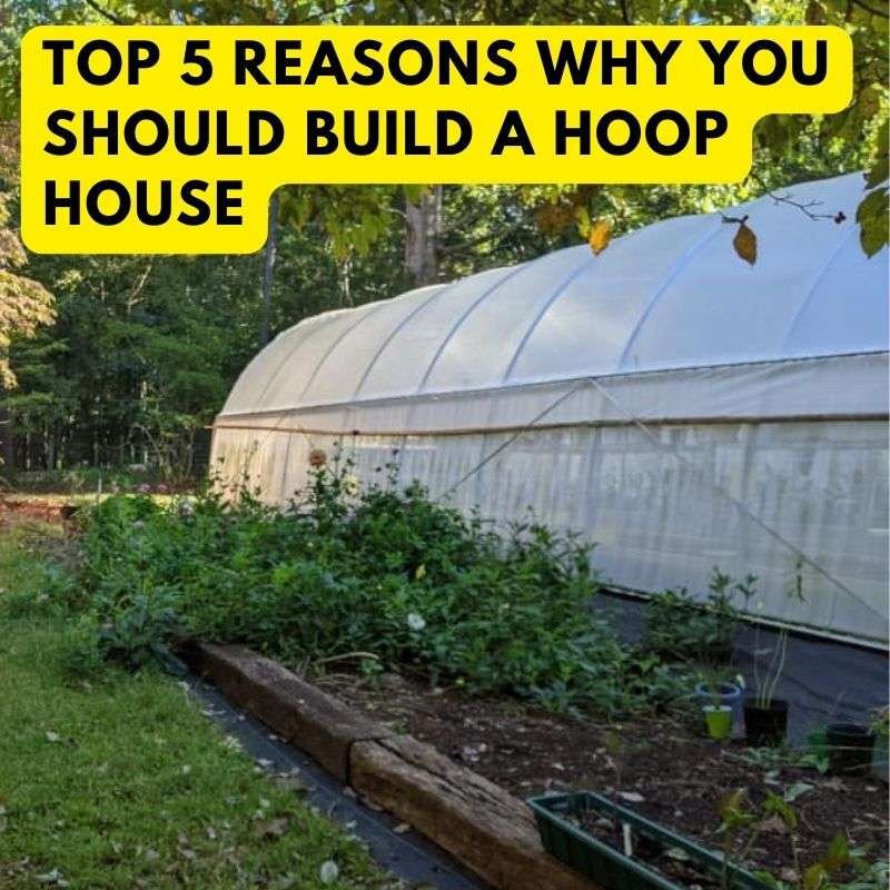 Top 5 Reasons You Should Build a Hoop House