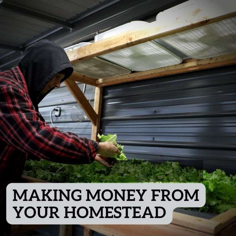 making money from your homestead