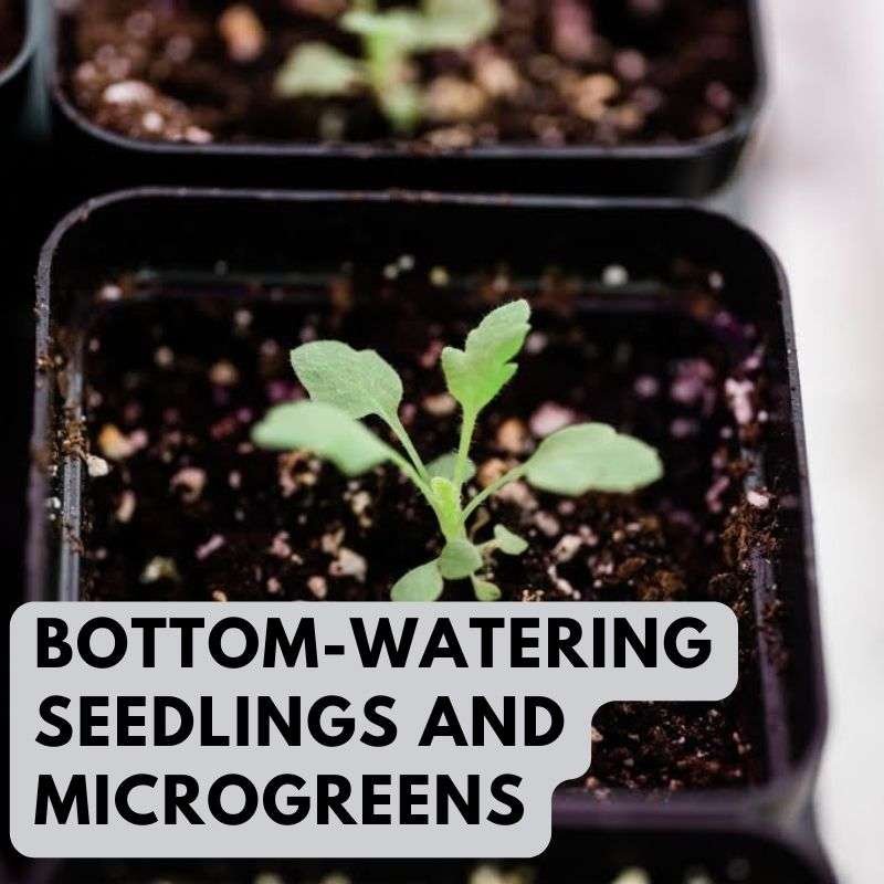 bottom watering seedlings