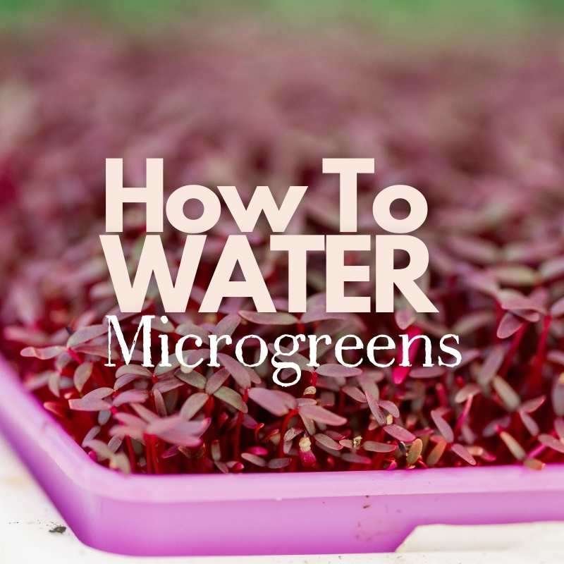 how to water microgreens