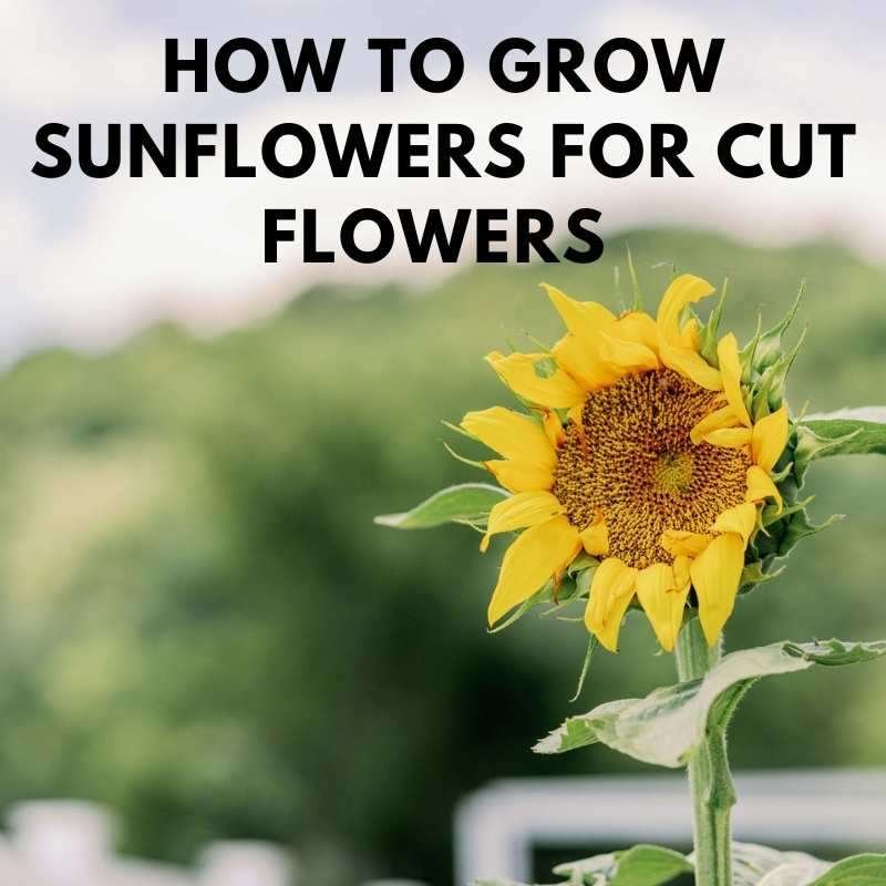 growing sunflowers