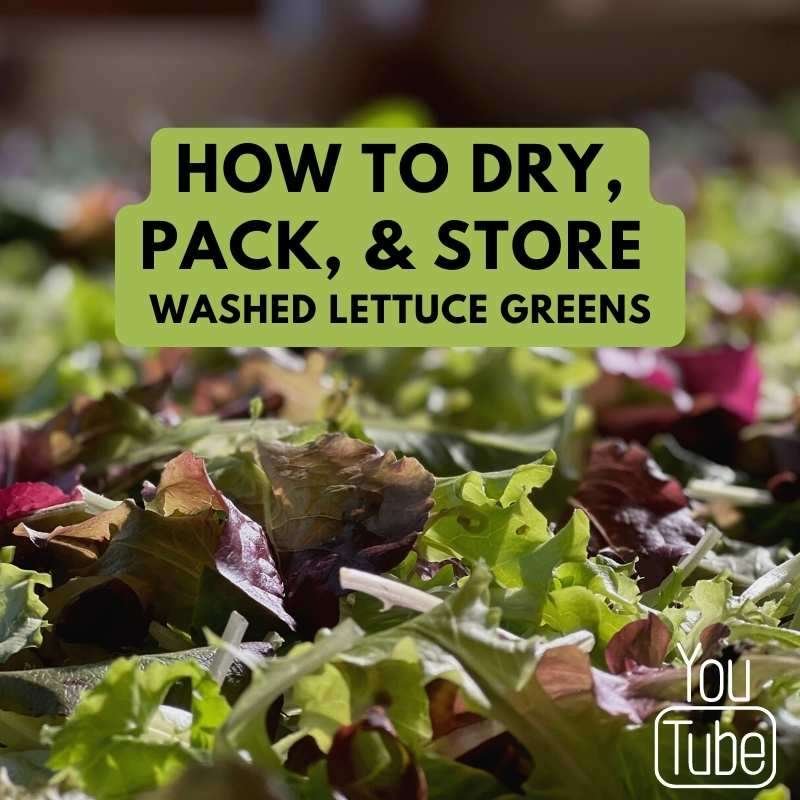 how to dry, pack and store washed lettuce