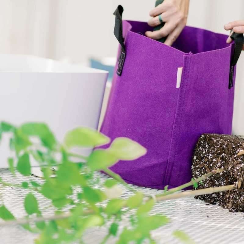 planting into a purple grow bag