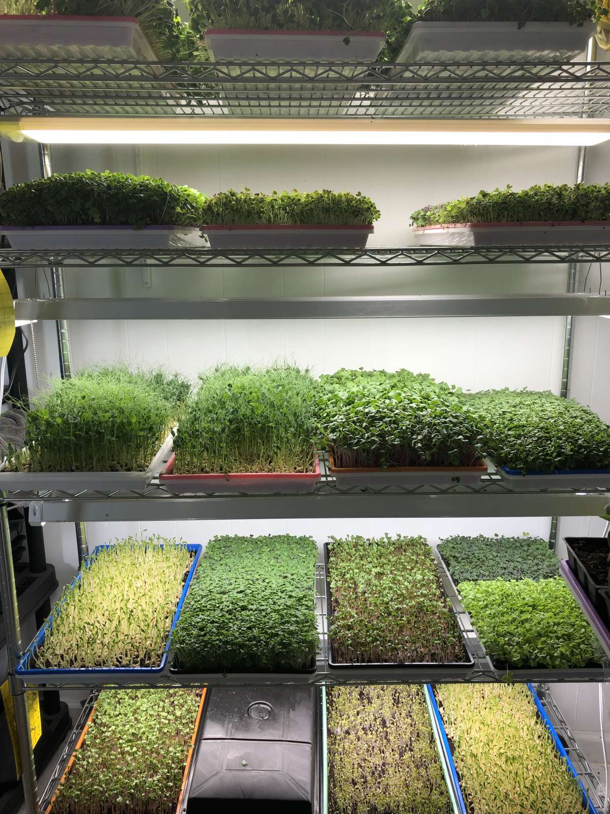 What Lights Do I Need To Grow Microgreens Bootstrap Farmer