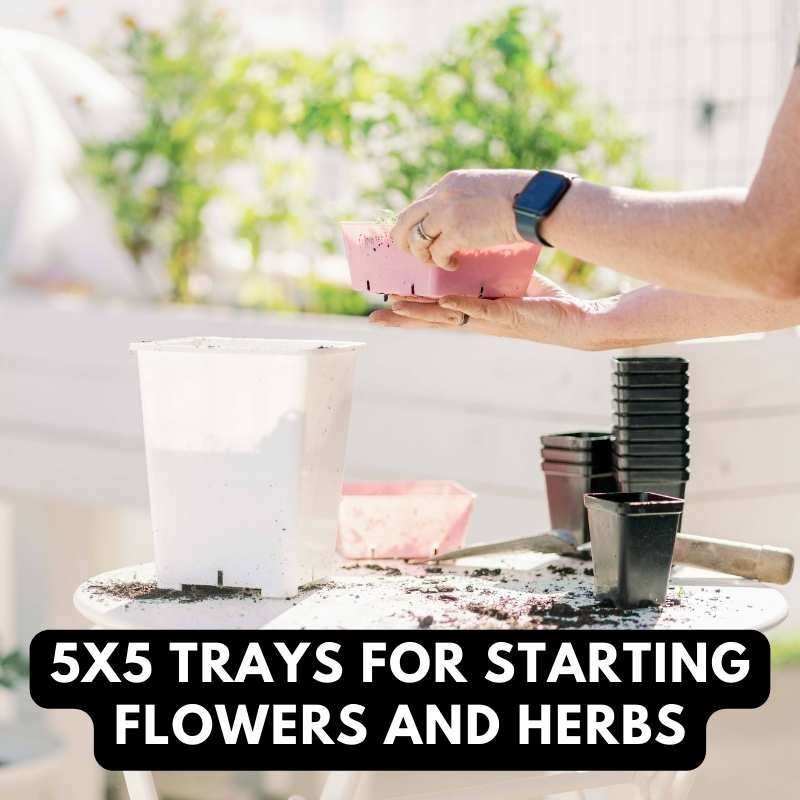 starting flower and herbs in a 5 x 5 tray
