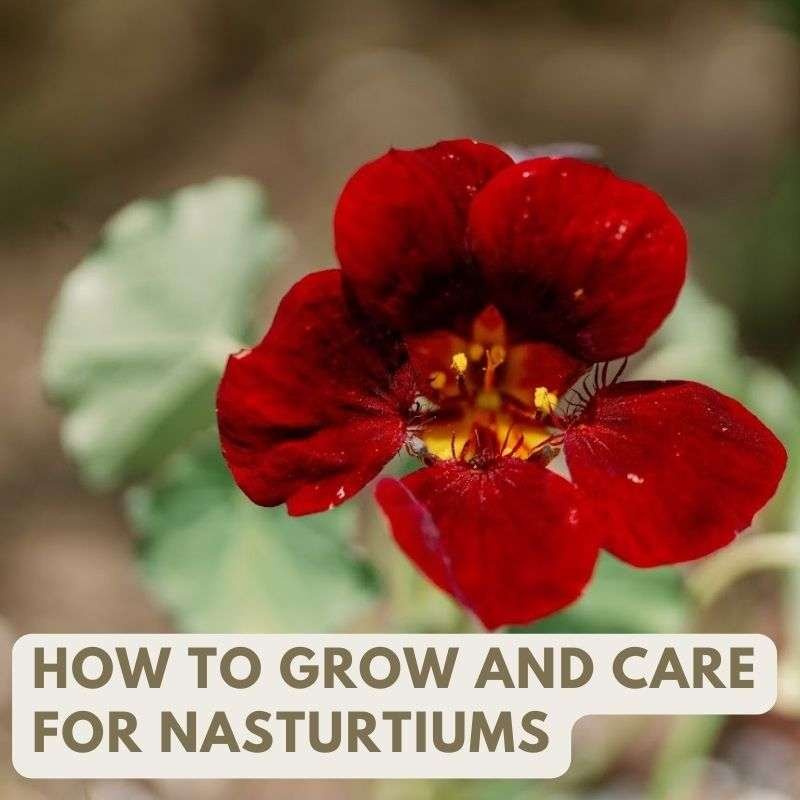 growing nasturtiums