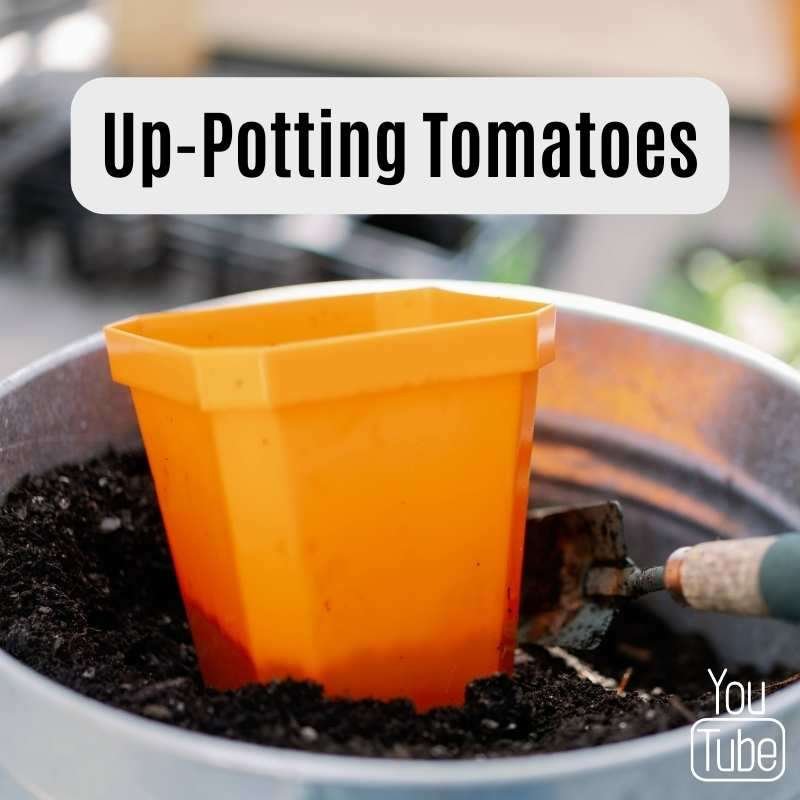 up-potting tomatoes