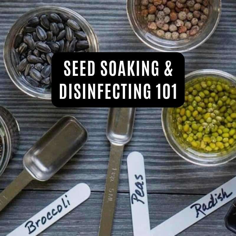 seed soaking and disinfecting
