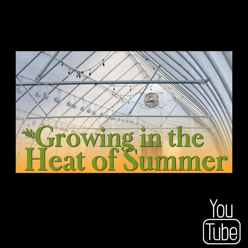 Growing in the heat of summer video