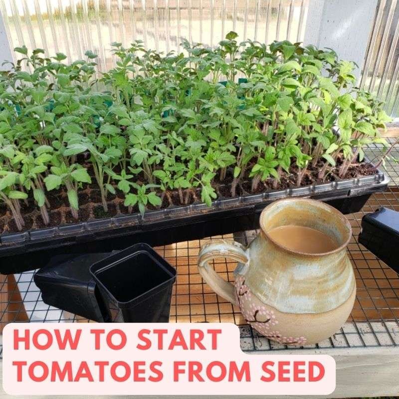 tomatoes from seed