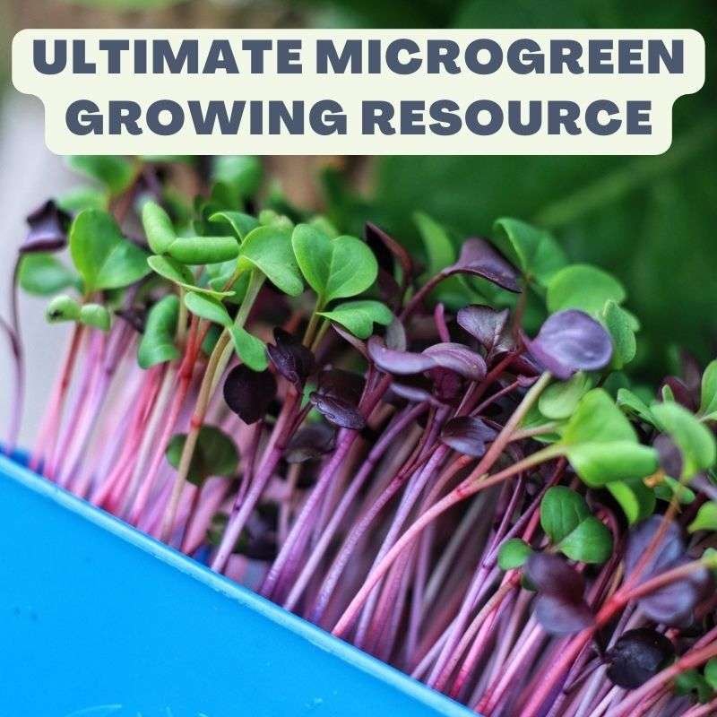 microgreens in a greenhouse