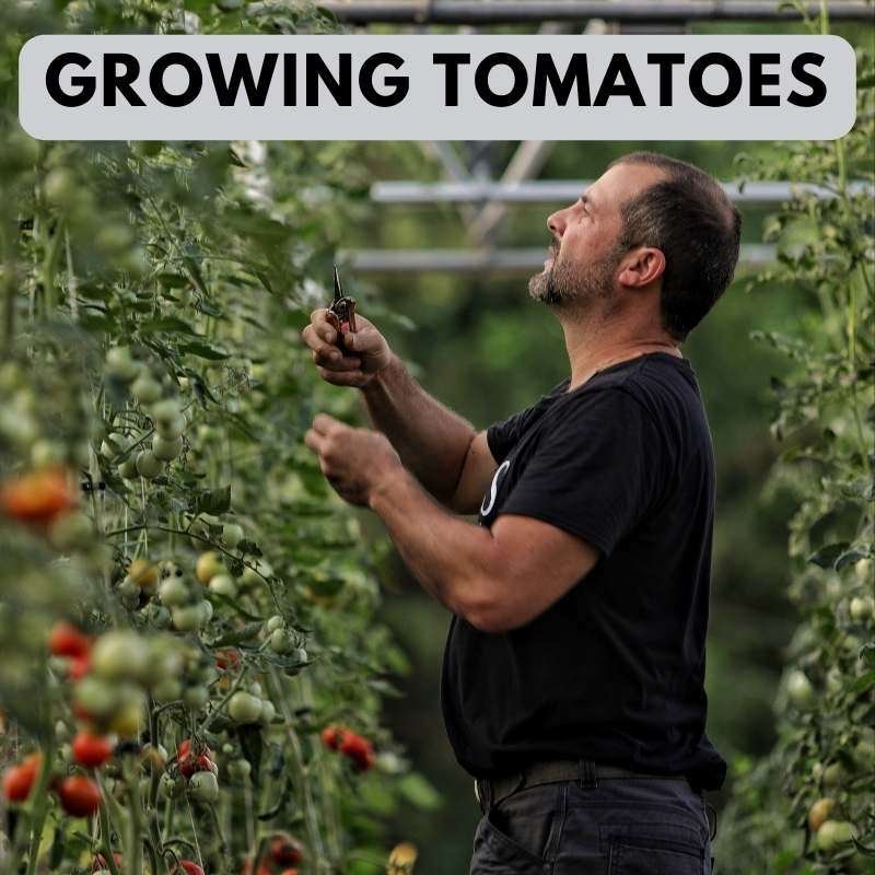 tomato guides