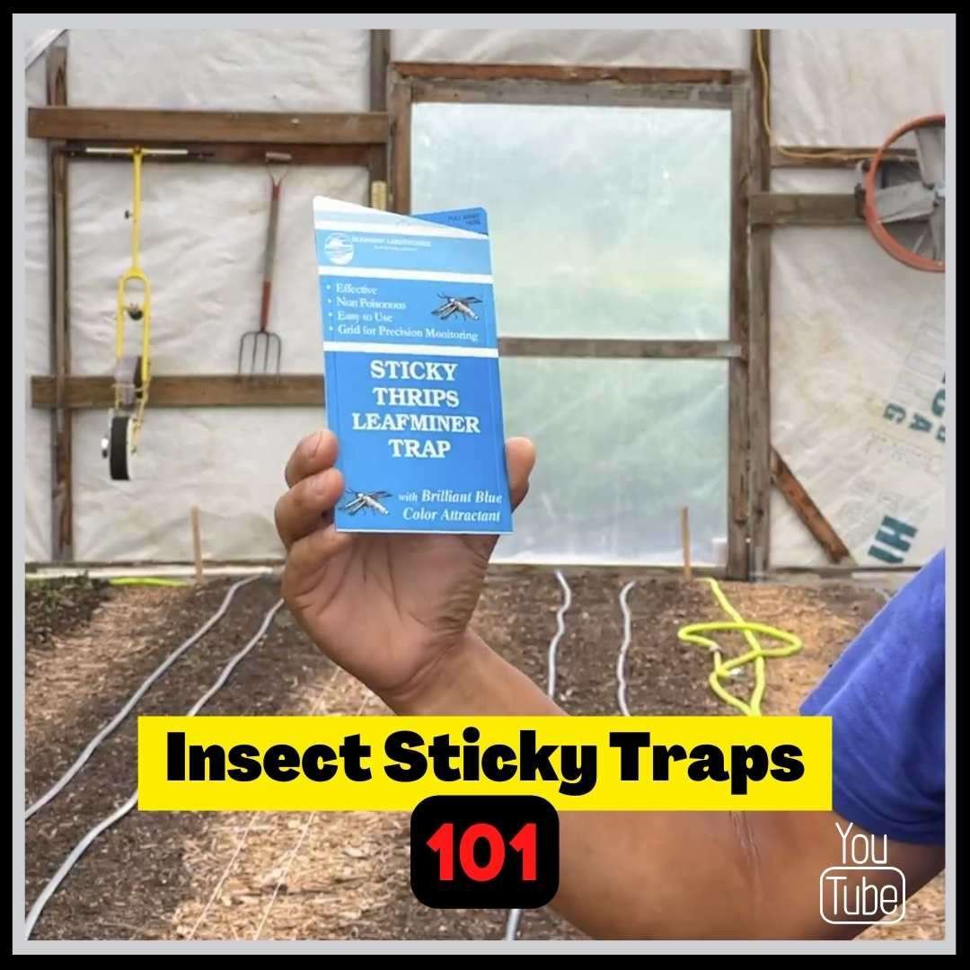 sticky traps 101