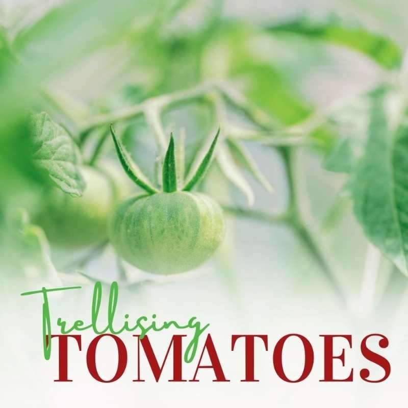 trellising tomatoes