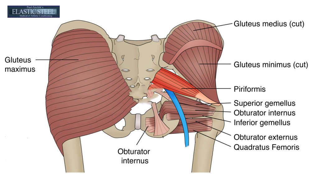 The Glutes Series Part 3: Gluteus Maximus (Tensor Fascia Latae and it Band)  (3D Animation) 