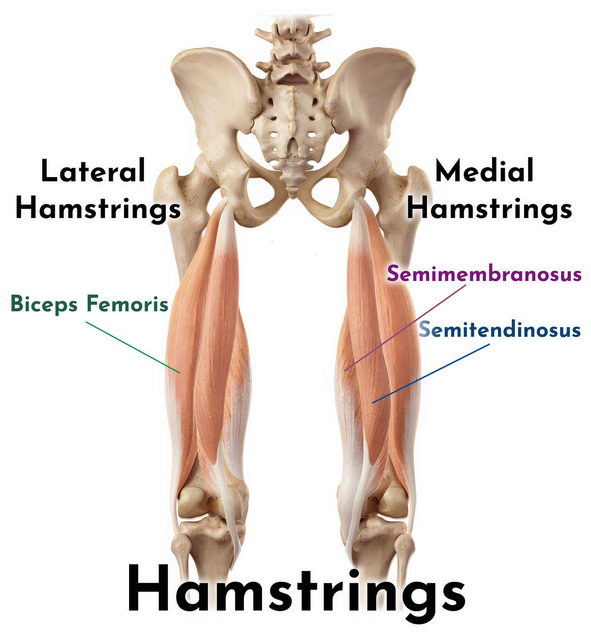 semimembranosus stretch