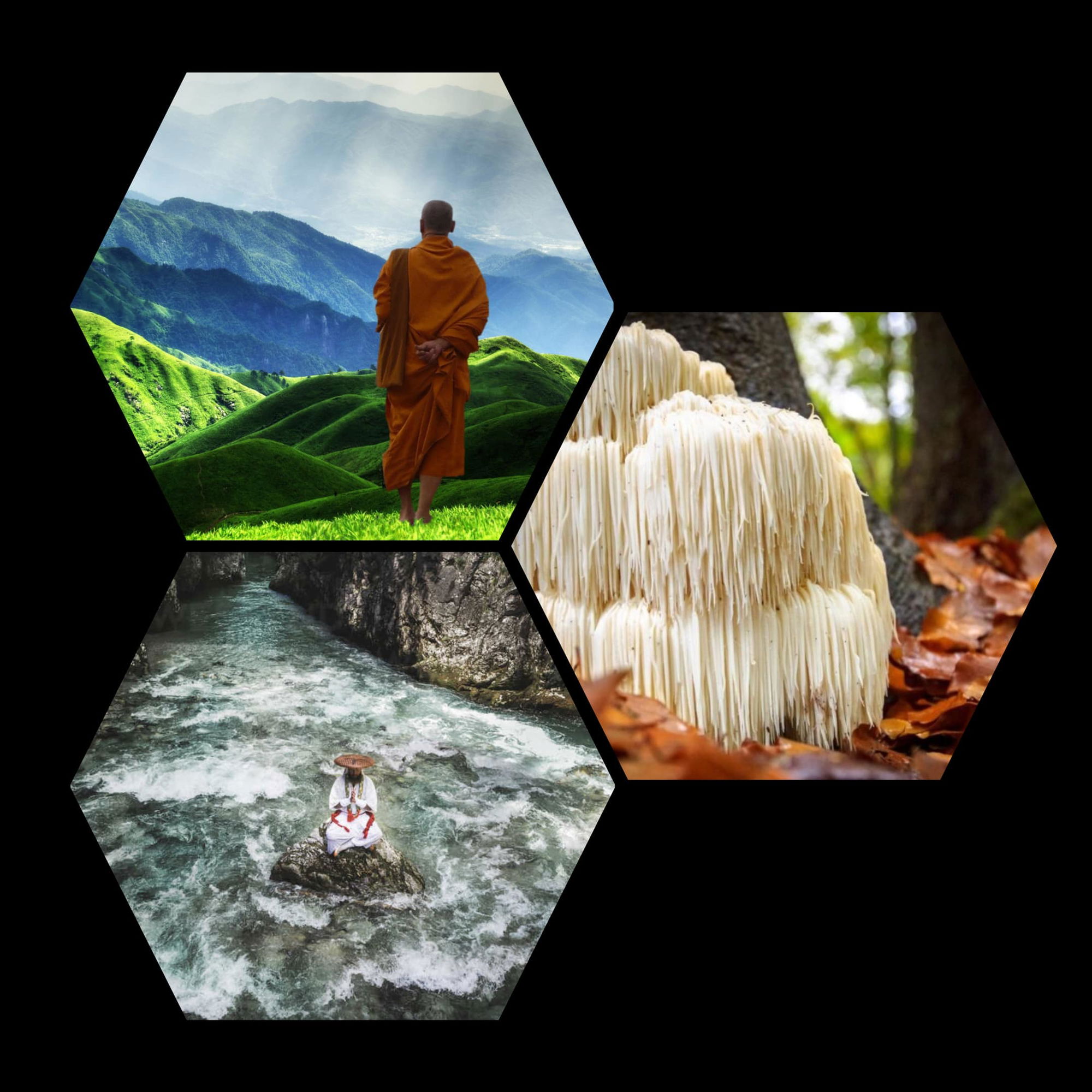 lions mane mushroom Buddhist monk lions mane mushroom Buddhist monk