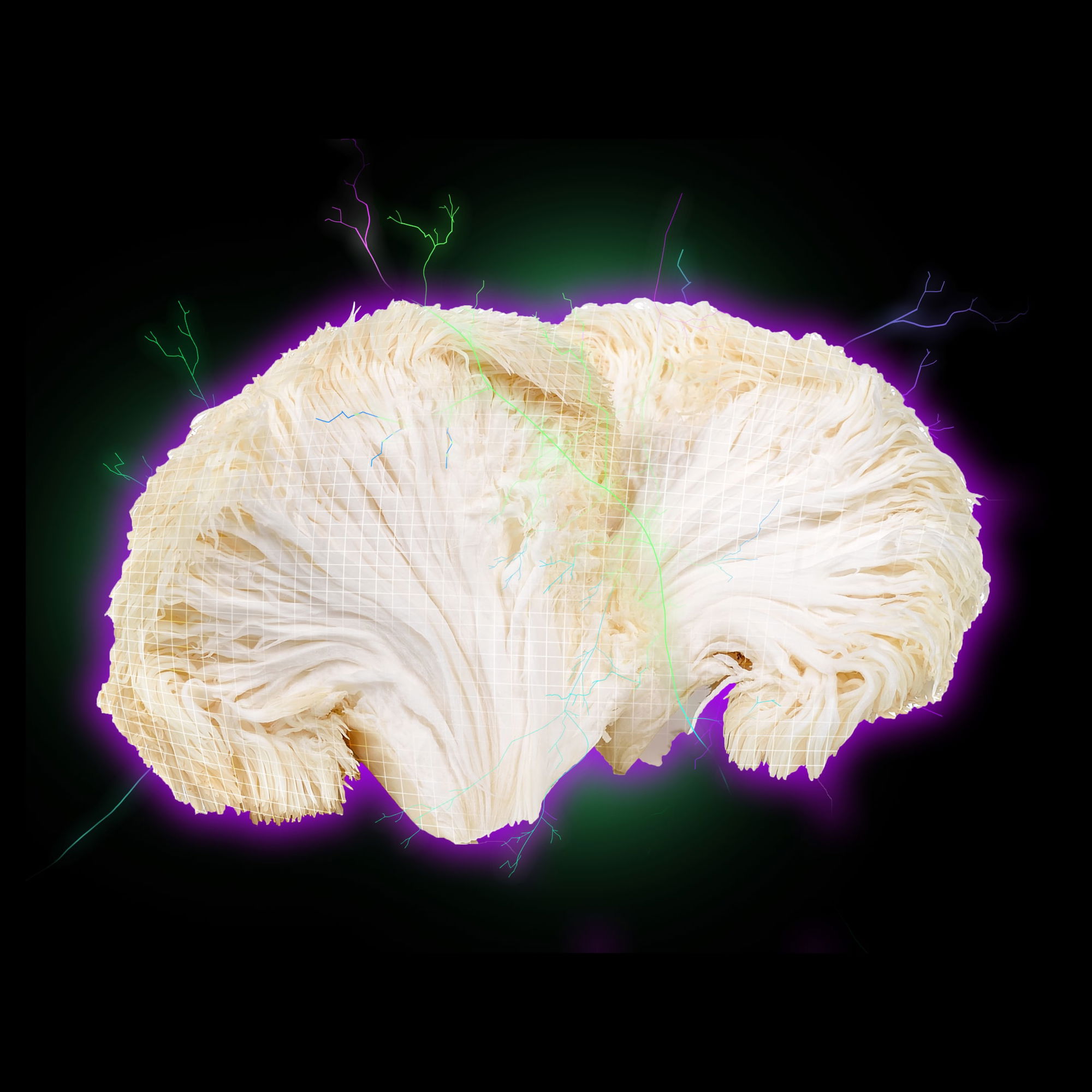lions mane extract di tao sourced lions mane extract di tao sourced
