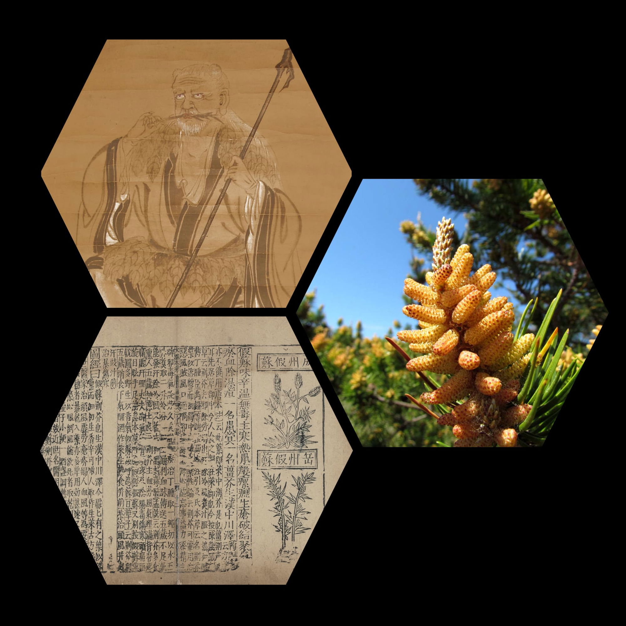 pine pollen shennong Bencao pine pollen shennong Bencao
