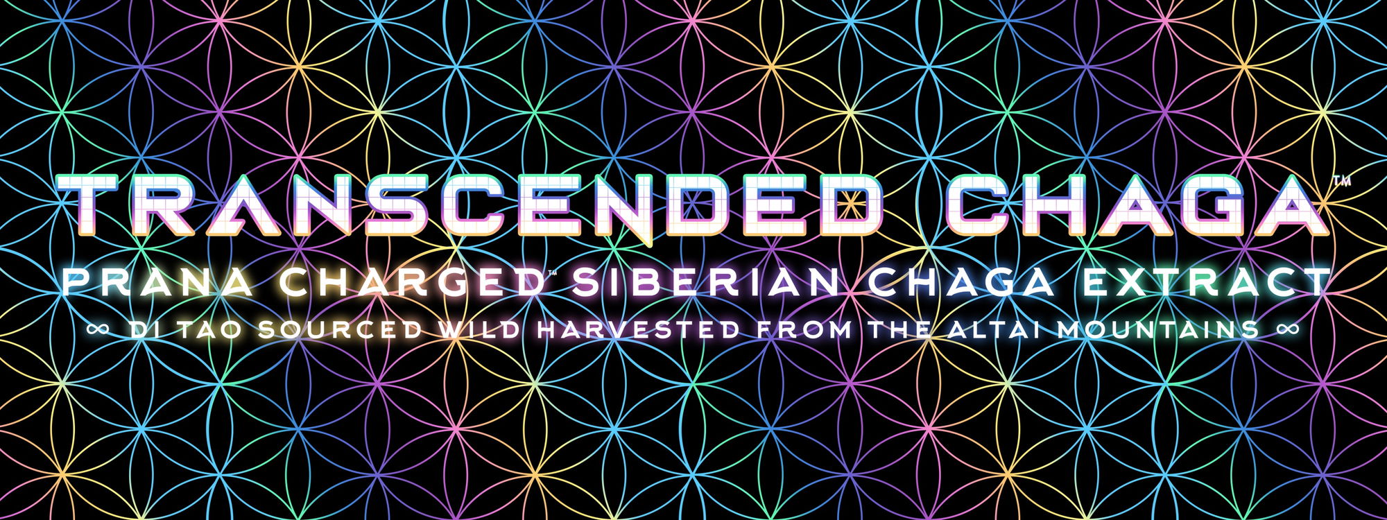 transcended siberian chaga extract transcended siberian chaga extract