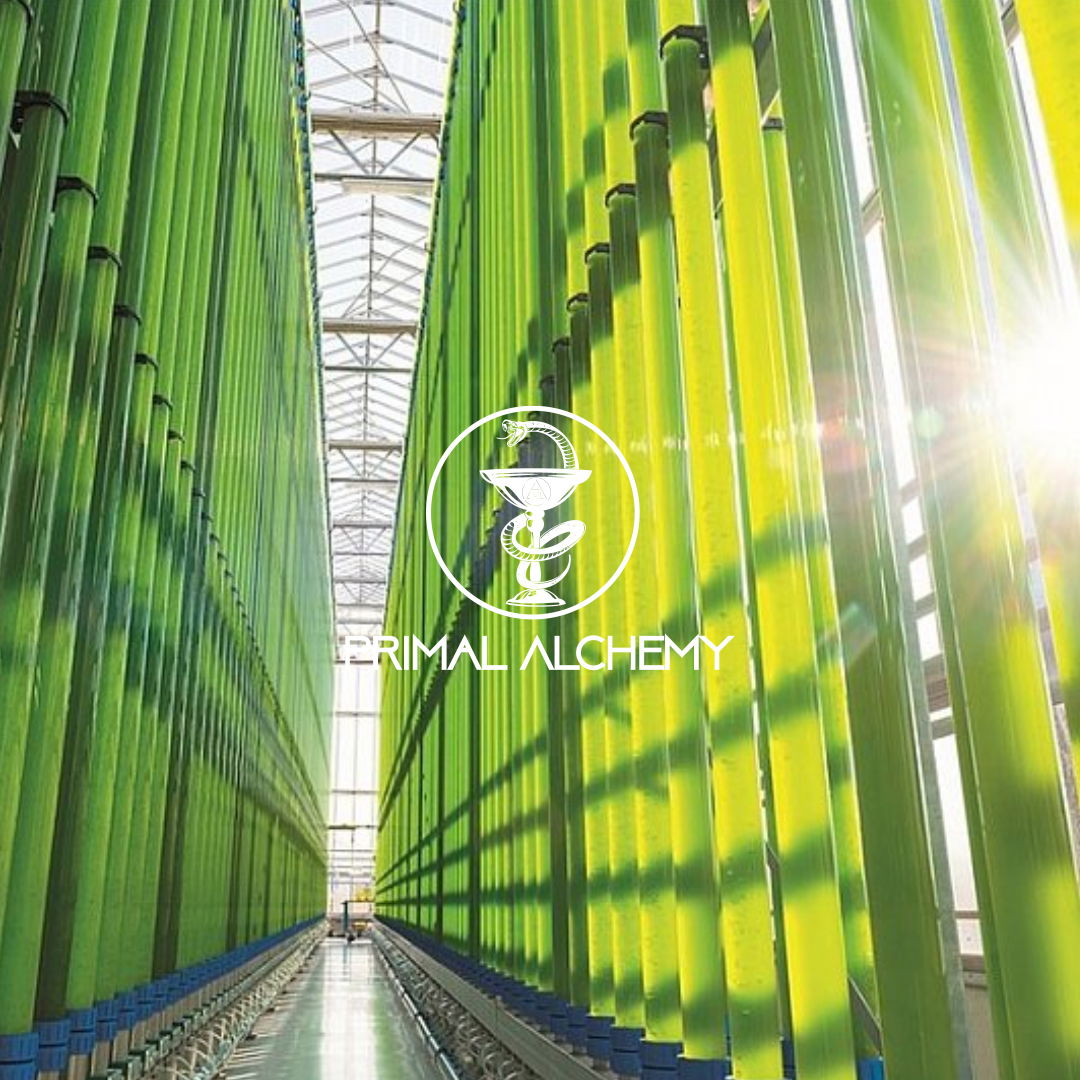 algae bioreactor primal alchemy algae bioreactor primal alchemy