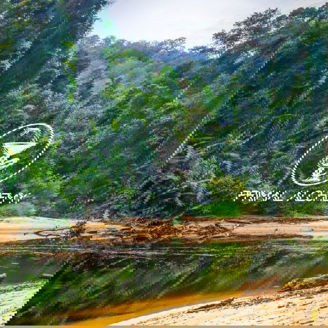 malaysia rainforest jungle primal alchemy malaysia rainforest jungle primal alchemy