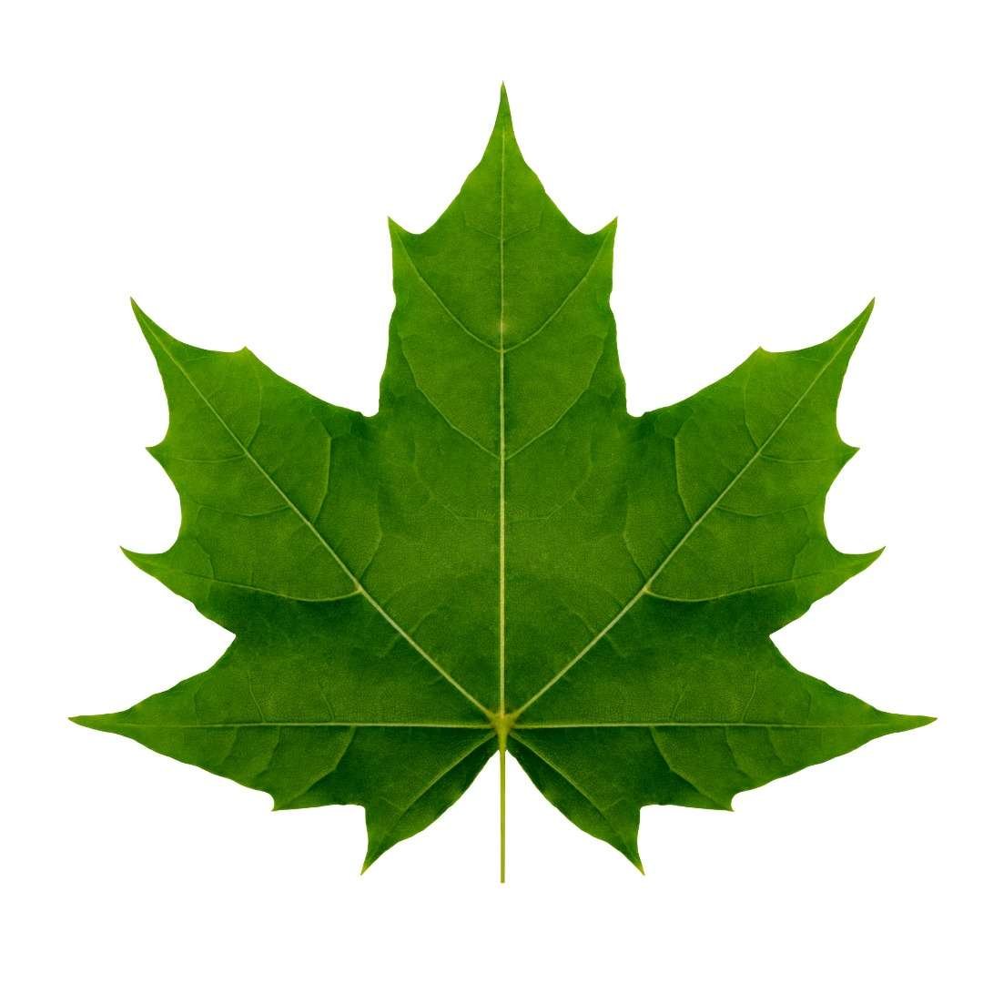 Симметричные осенние листья клена