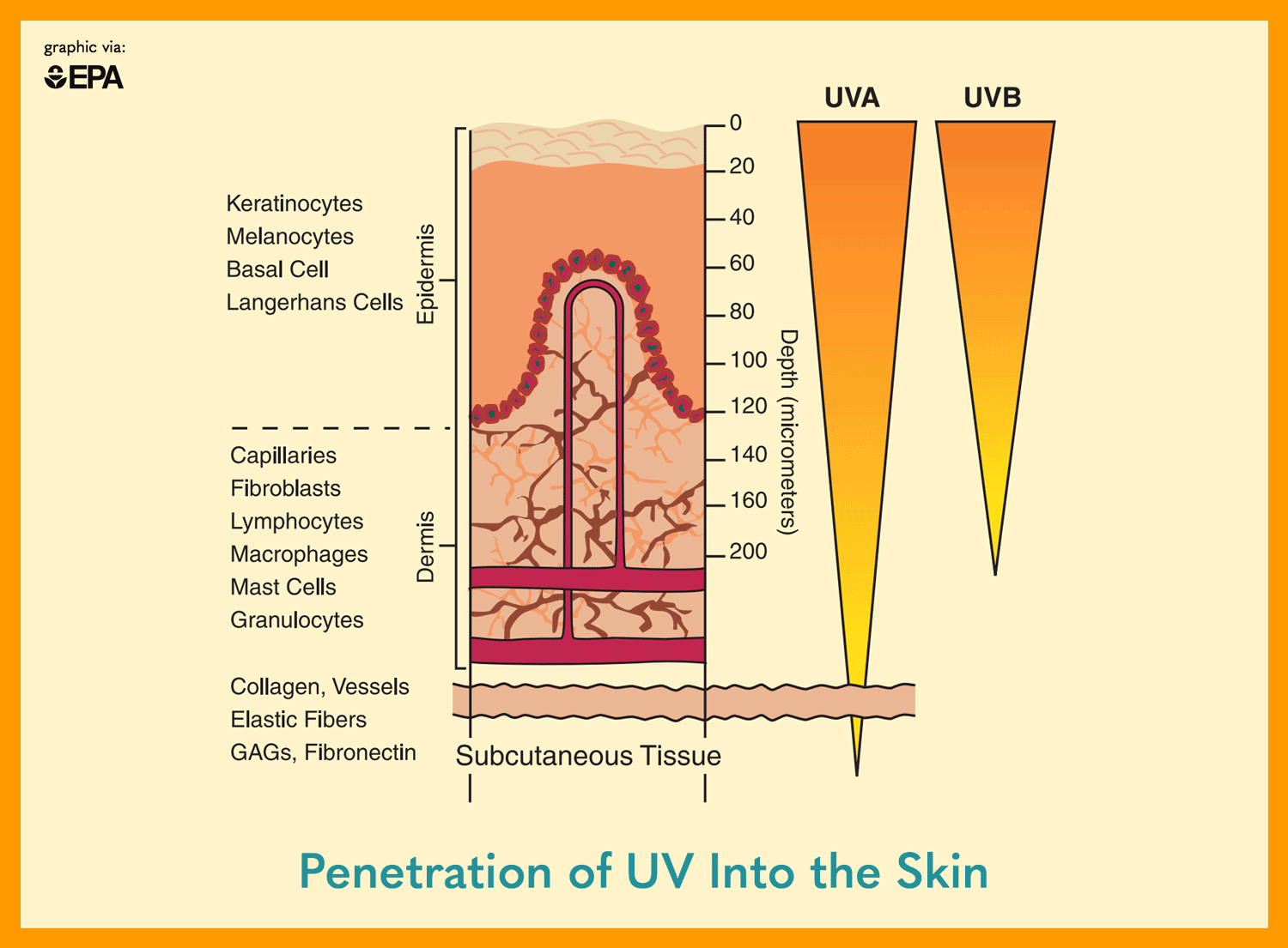 Какое действие оказывает на кожу uva лучи