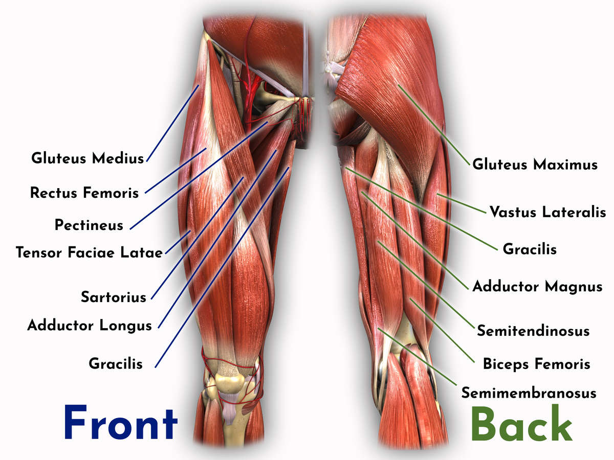 Tensor Fascia Lata Muscle #15 by Sebastian Kaulitzki/science Photo Library