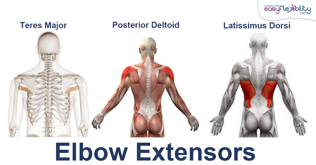 Elbow Extensors Muscle Anatomy for King Pigeon Pose 1200 x 628