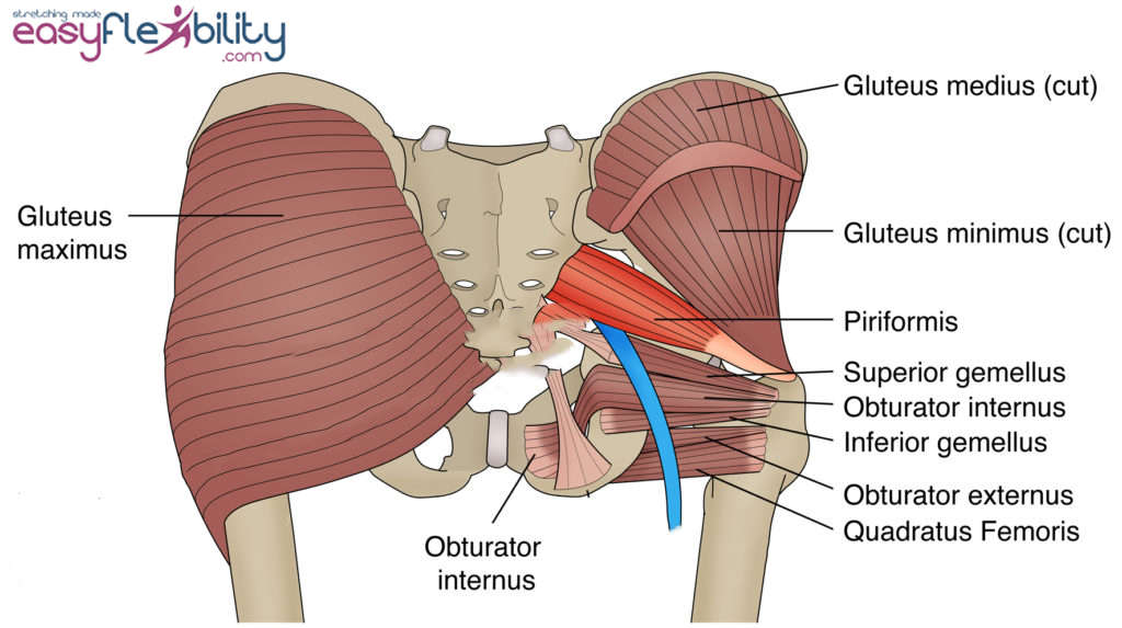 Gluteus Maximus, Gluteus Medius, Iliotibial Band Diagram