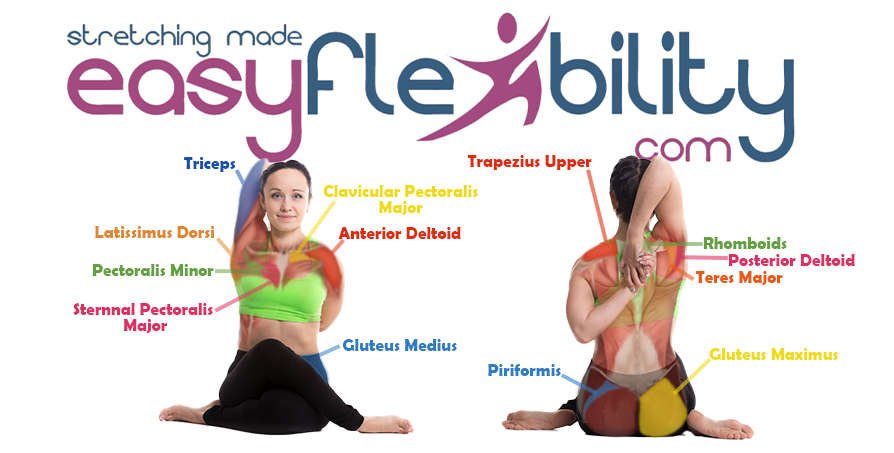 Yoga Anatomy: Antagonist/Synergist Combinations In Yoga - YogaUOnline