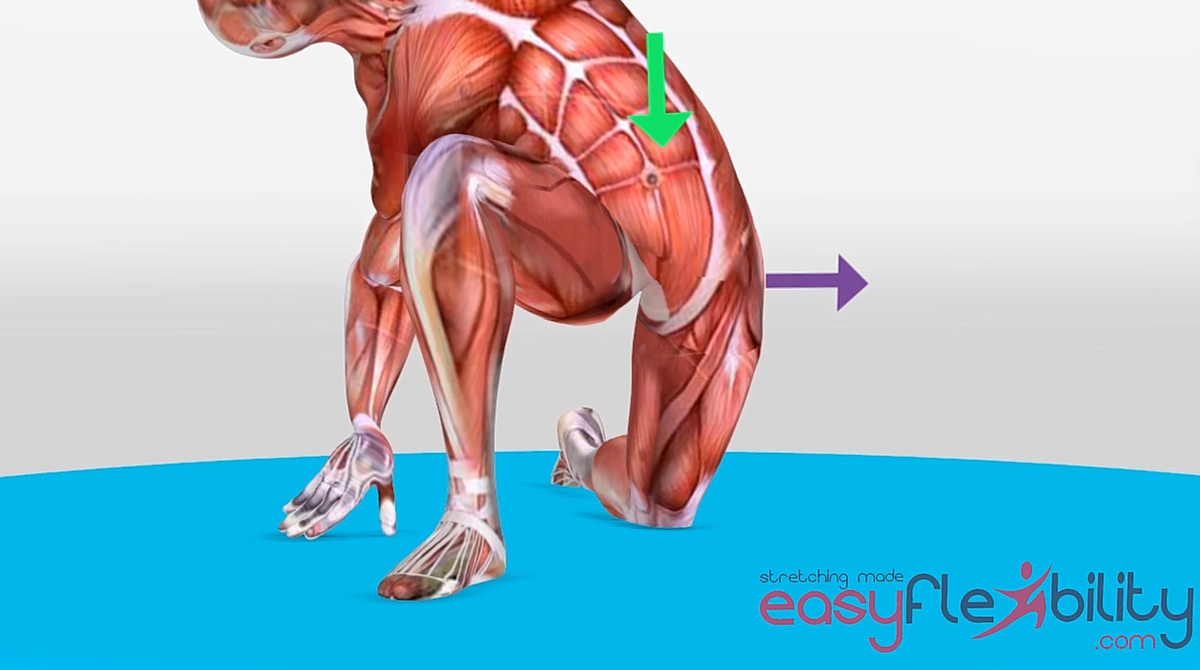 An EasyFlexibility Muscle Animation Figure doing Internal Hip Rotation