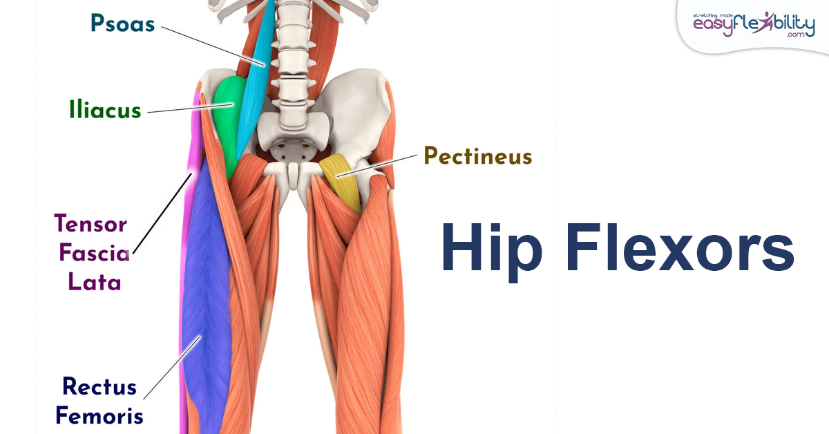 Hip Flexors The Definitive Guide Easyflexibility