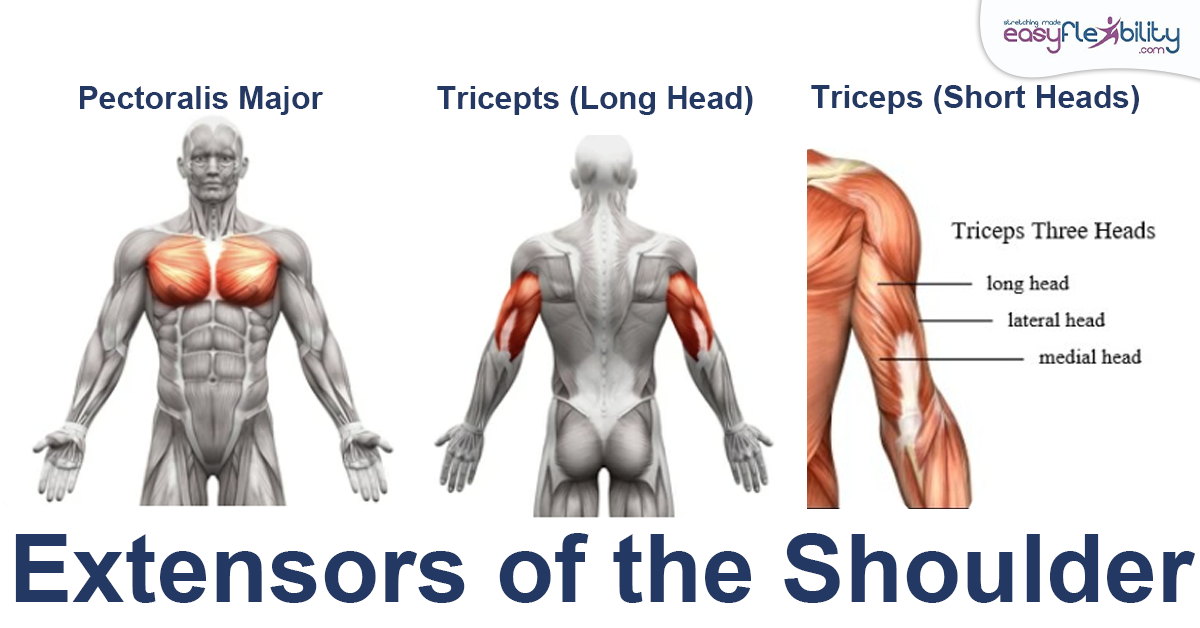 Extensor of the shoulders Muscle Anatomy  for King Pigeon Pose