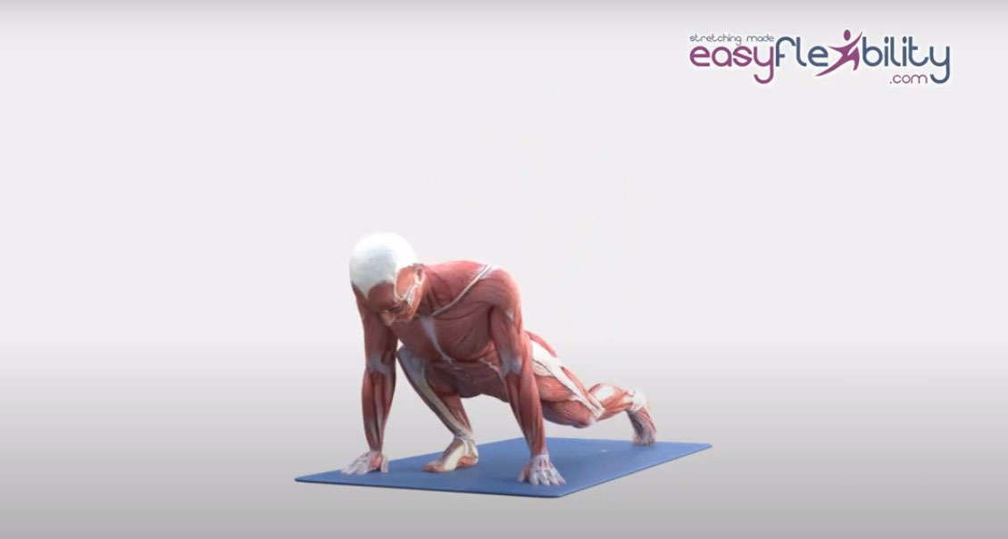 animated anatomical picture in lunge position