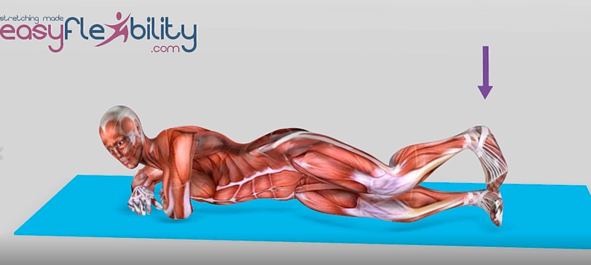 A  muscle animation figure showing Internal  Rotation of hip exercises