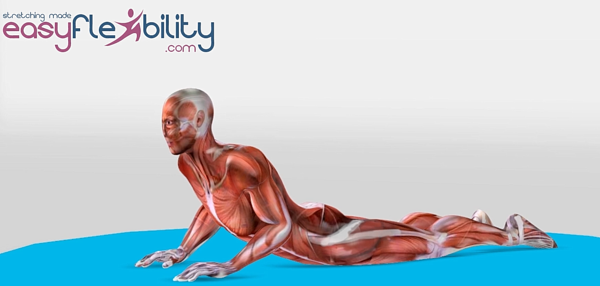 Cobra pose in yoga demonstrated by Muscle Animation Figure 1200 x 628