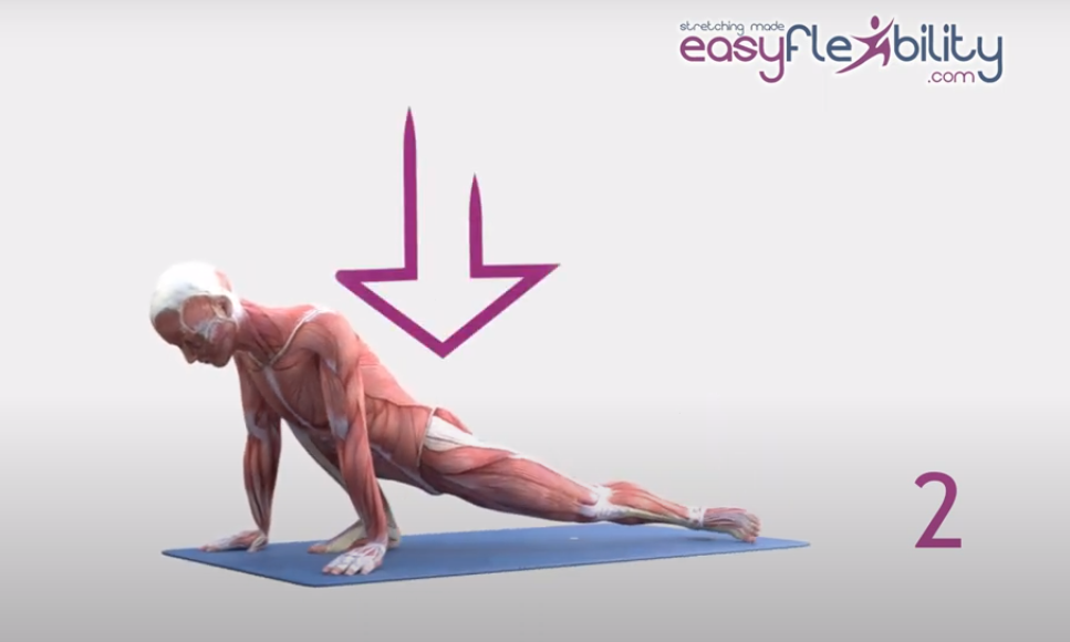 animated anatomical picture coming down the body moving hips to the floor