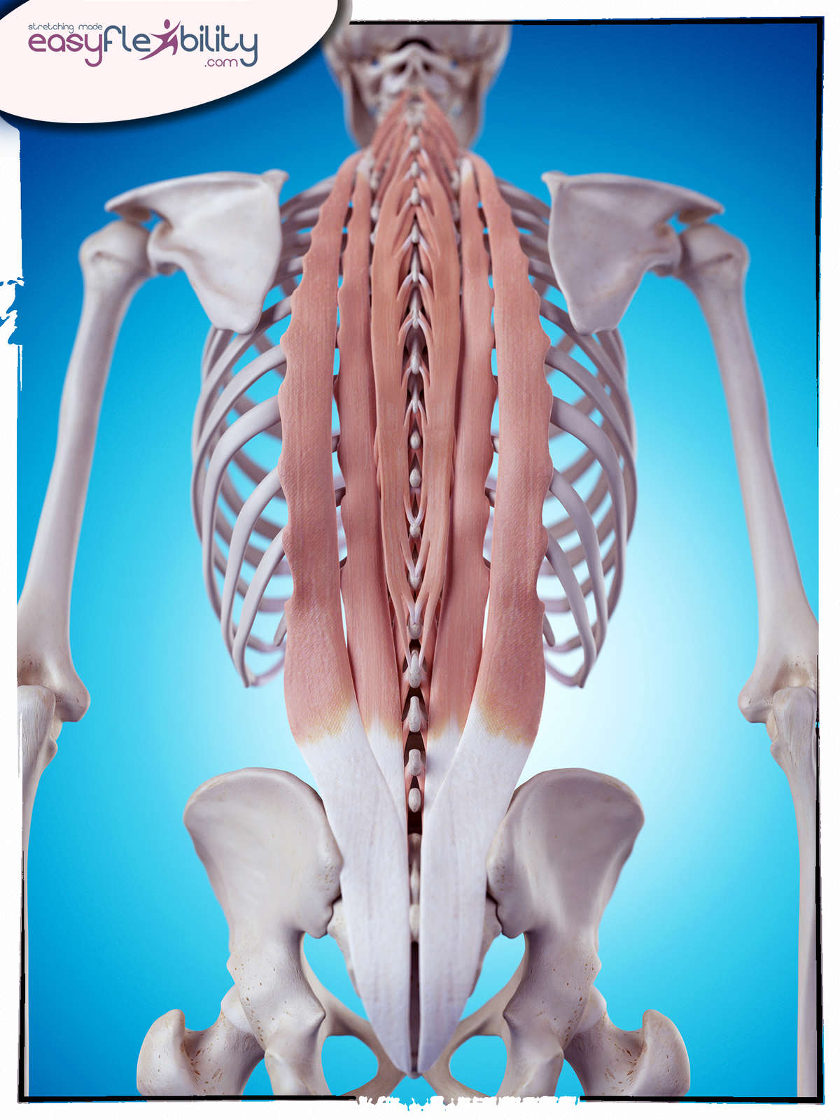 Injury Edition: Low Back Sprain – EasyFlexibility