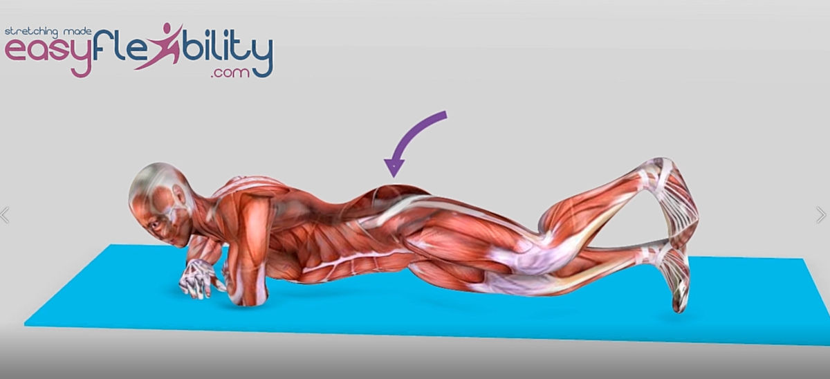 An EasyFlexibility Muscle Animation Figure doing Internal Hip Rotation