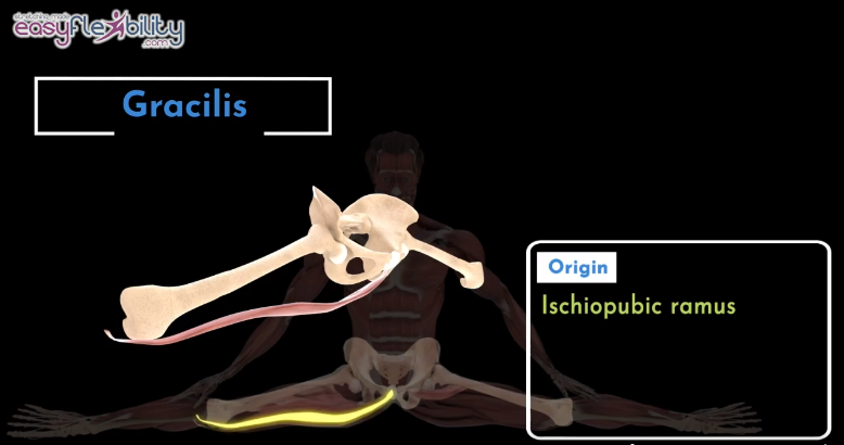 Gracilis Stretch Kinesiology Anatomy Demonstration 
