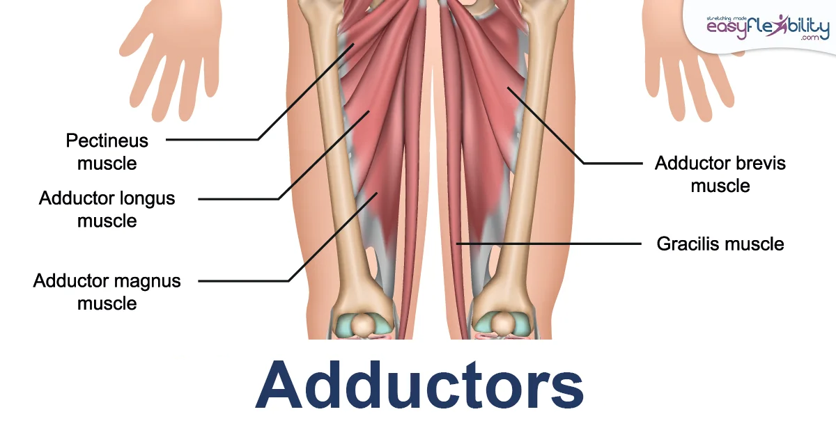 Adductors Muscle Anatomy in King Pigeon Pose 1200 x 628